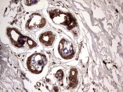 Immunohistochemistry: FAF1 Antibody (OTI10D1) - Azide and BSA Free [NBP2-71679]