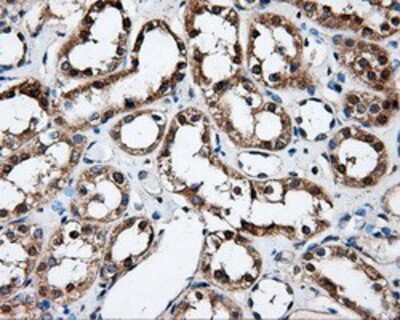 Immunohistochemistry-Paraffin: FAHD2A Antibody (OTI6D9) [NBP2-02331]