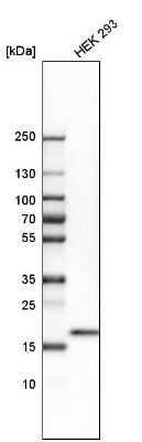 Western Blot: FAIM1 Antibody [NBP2-47463]