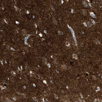 Immunohistochemistry-Paraffin: FAIM2 Antibody [NBP1-81456]