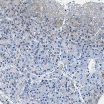 Immunohistochemistry-Paraffin: FAIM2 Antibody [NBP1-81456]