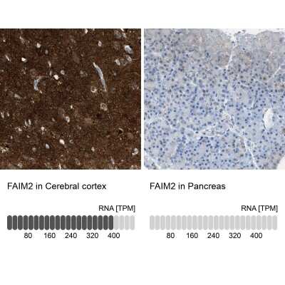 Immunohistochemistry-Paraffin: FAIM2 Antibody [NBP1-81456]