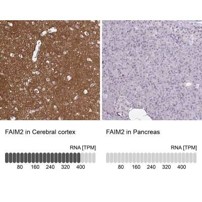 Immunohistochemistry-Paraffin: FAIM2 Antibody [NBP2-33537]