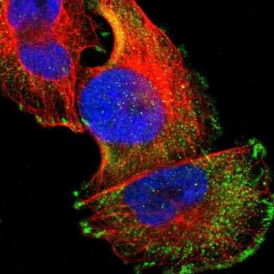 Immunocytochemistry/ Immunofluorescence: FAIM3 Antibody [NBP1-86924]