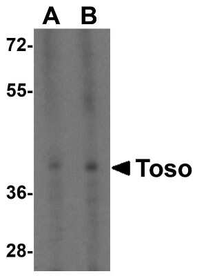 Western Blot: FAIM3 AntibodyBSA Free [NBP1-76458]