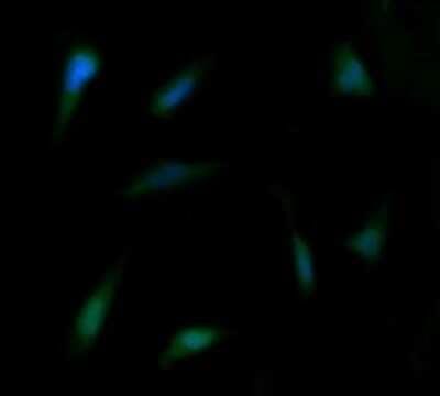 Flow Cytometry: FAK Antibody (OTI4D11) - Azide and BSA Free [NBP2-71268]