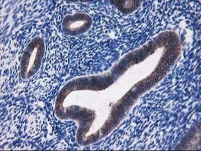 Immunohistochemistry: FALDH Antibody (OTI2A7) - Azide and BSA Free [NBP2-70159]