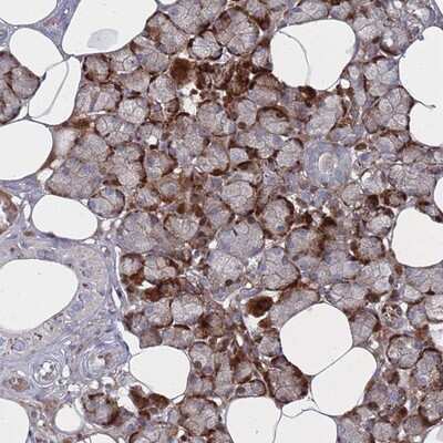Immunohistochemistry-Paraffin: FAM105A Antibody [NBP2-13975]
