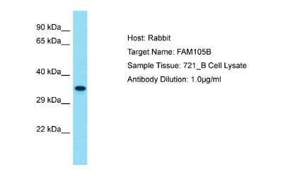 Western Blot: FAM105B/OTULIN Antibody [NBP2-82558]