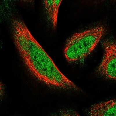 Immunocytochemistry/ Immunofluorescence: FAM107B Antibody [NBP1-88535]