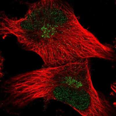 Immunocytochemistry/ Immunofluorescence: FAM107B Antibody [NBP2-58052]