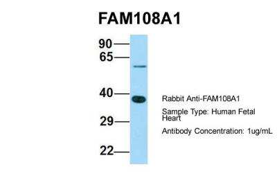Western Blot: FAM108A1 Antibody [NBP2-84877]