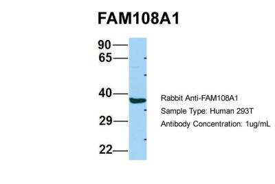 Western Blot: FAM108A1 Antibody [NBP2-84877]