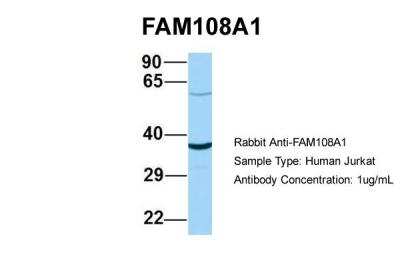 Western Blot: FAM108A1 Antibody [NBP2-84877]