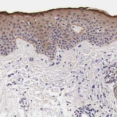 Immunohistochemistry-Paraffin: FAM109B Antibody [NBP1-84112]