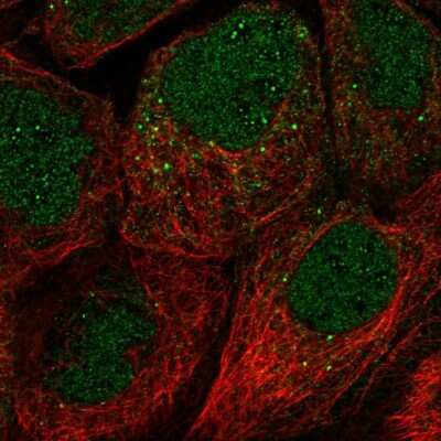 Immunocytochemistry/ Immunofluorescence: FAM110A Antibody [NBP2-56326]