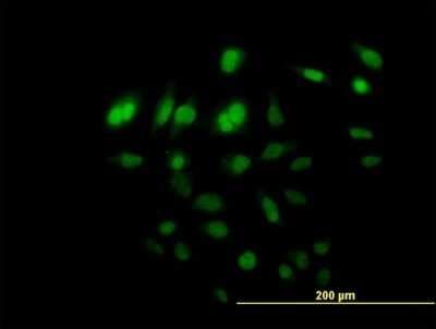 Immunocytochemistry/ Immunofluorescence: FAM110B Antibody [H00090362-B01P]