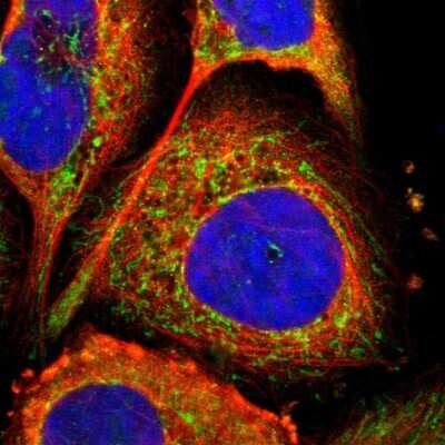 Immunocytochemistry/ Immunofluorescence: FAM110B Antibody [NBP1-86720]