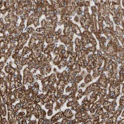 Immunohistochemistry-Paraffin: FAM110B Antibody [NBP1-86720]
