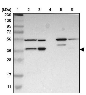 Western Blot: FAM110B Antibody [NBP1-86720]