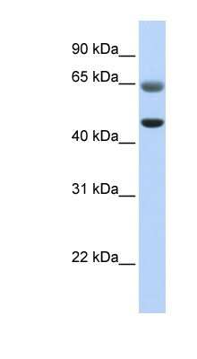 Western Blot: FAM113A Antibody [NBP1-55522]