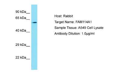 Western Blot: FAM114A1 Antibody [NBP2-87402]