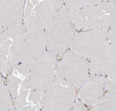 Immunohistochemistry-Paraffin: FAM119A Antibody [NBP1-83282]