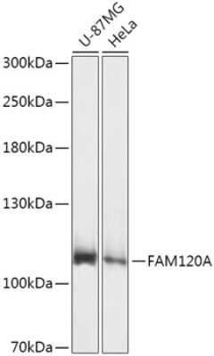 Western Blot: FAM120A AntibodyAzide and BSA Free [NBP3-04449]