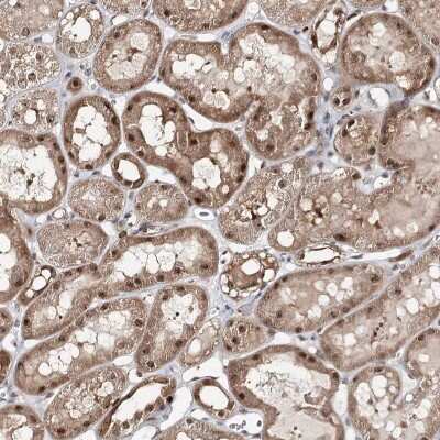 Immunohistochemistry-Paraffin: FAM120B Antibody [NBP1-86566]