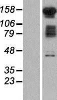 Western Blot: FAM120B Overexpression Lysate [NBP2-06027]