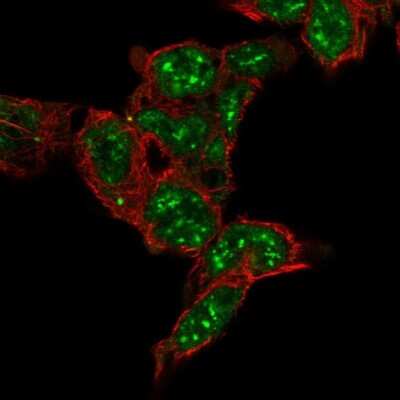 Immunocytochemistry/ Immunofluorescence: FAM120C Antibody [NBP2-13977]