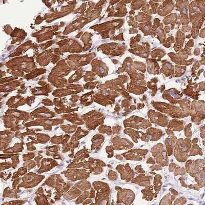 Immunohistochemistry-Paraffin: FAM120C Antibody [NBP2-13977]