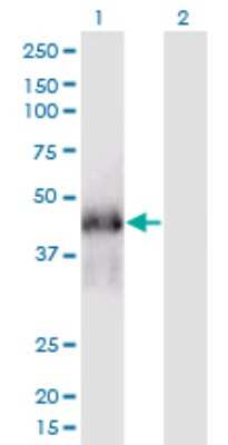 Western Blot: FAM122A Antibody (3E9) [H00116224-M03]