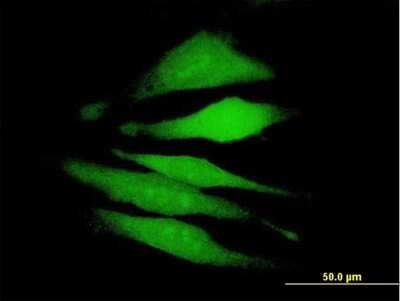 Immunocytochemistry/ Immunofluorescence: FAM122A Antibody [H00116224-B01P]