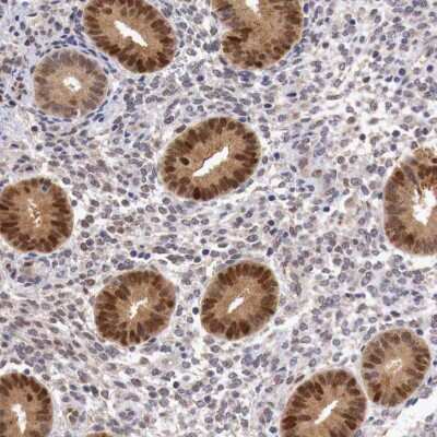 Immunohistochemistry-Paraffin: FAM122B Antibody [NBP1-90508]