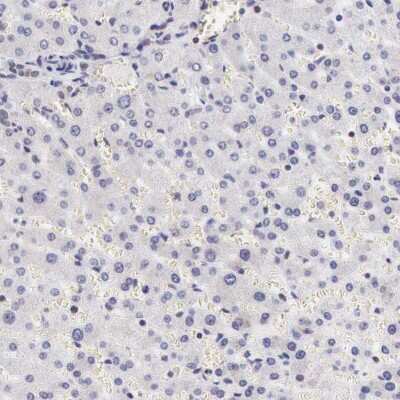 Immunohistochemistry-Paraffin: FAM122B Antibody [NBP1-90508]