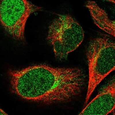 Immunocytochemistry/ Immunofluorescence: FAM125A Antibody [NBP1-91882]