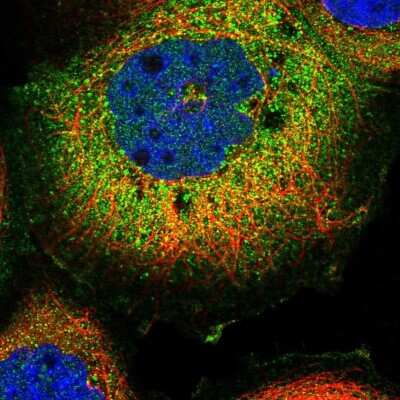 Immunocytochemistry/ Immunofluorescence: FAM126A Antibody [NBP2-13980]