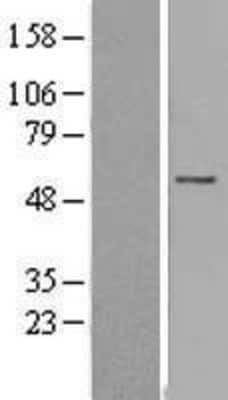 Western Blot: FAM126A Overexpression Lysate [NBL1-10463]