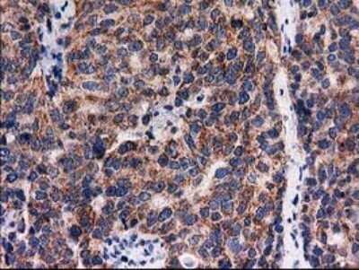 Immunohistochemistry: FAM127C Antibody (OTI1A6) - Azide and BSA Free [NBP2-71867]