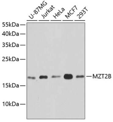 Western Blot: FAM128B AntibodyBSA Free [NBP3-03291]