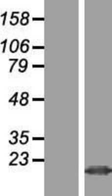 Western Blot: FAM128B Overexpression Lysate [NBL1-10466]