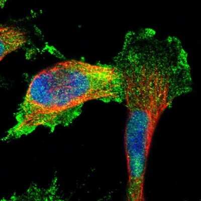 Immunocytochemistry/ Immunofluorescence: FAM129B Antibody [NBP1-88784]