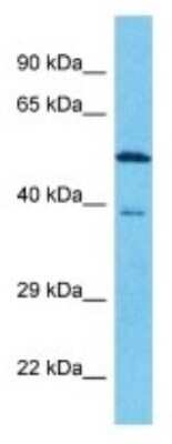 Western Blot: FAM131B Antibody [NBP3-10724]