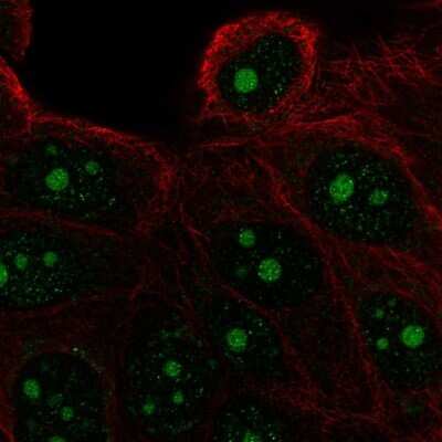 Immunocytochemistry/ Immunofluorescence: FAM133A Antibody [NBP2-55696]