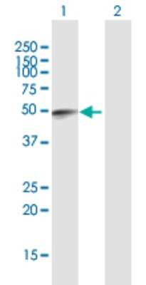 Western Blot: FAM134B Antibody [H00054463-B02P]