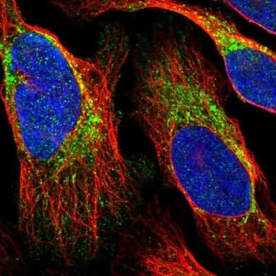Immunocytochemistry/ Immunofluorescence: FAM136A Antibody [NBP1-82226]