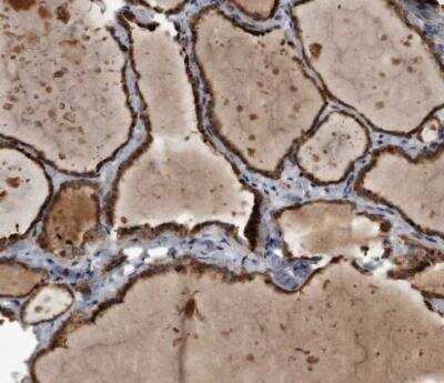 Immunohistochemistry-Paraffin: FAM136A Antibody [NBP1-82226]