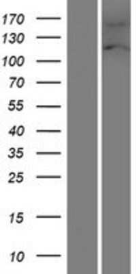 Western Blot: FAM13A Overexpression Lysate [NBP2-07256]