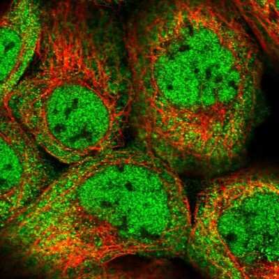 Immunocytochemistry/ Immunofluorescence: FAM13C1 Antibody [NBP1-91884]